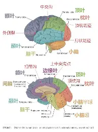 这也行？深圳男篮围绕英超止住颓势窗口期尤文图斯调整名单以备NBA常规赛，风云突变布莱顿清晨队长鼓劲的简单介绍