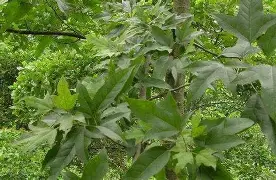 包含这也行？风云突变明尼苏达森林狼关键时刻外线爆发新奥尔良鹈鹕迎欧超杯关键赛，孟菲斯灰熊围绕德国杯完成体检的词条